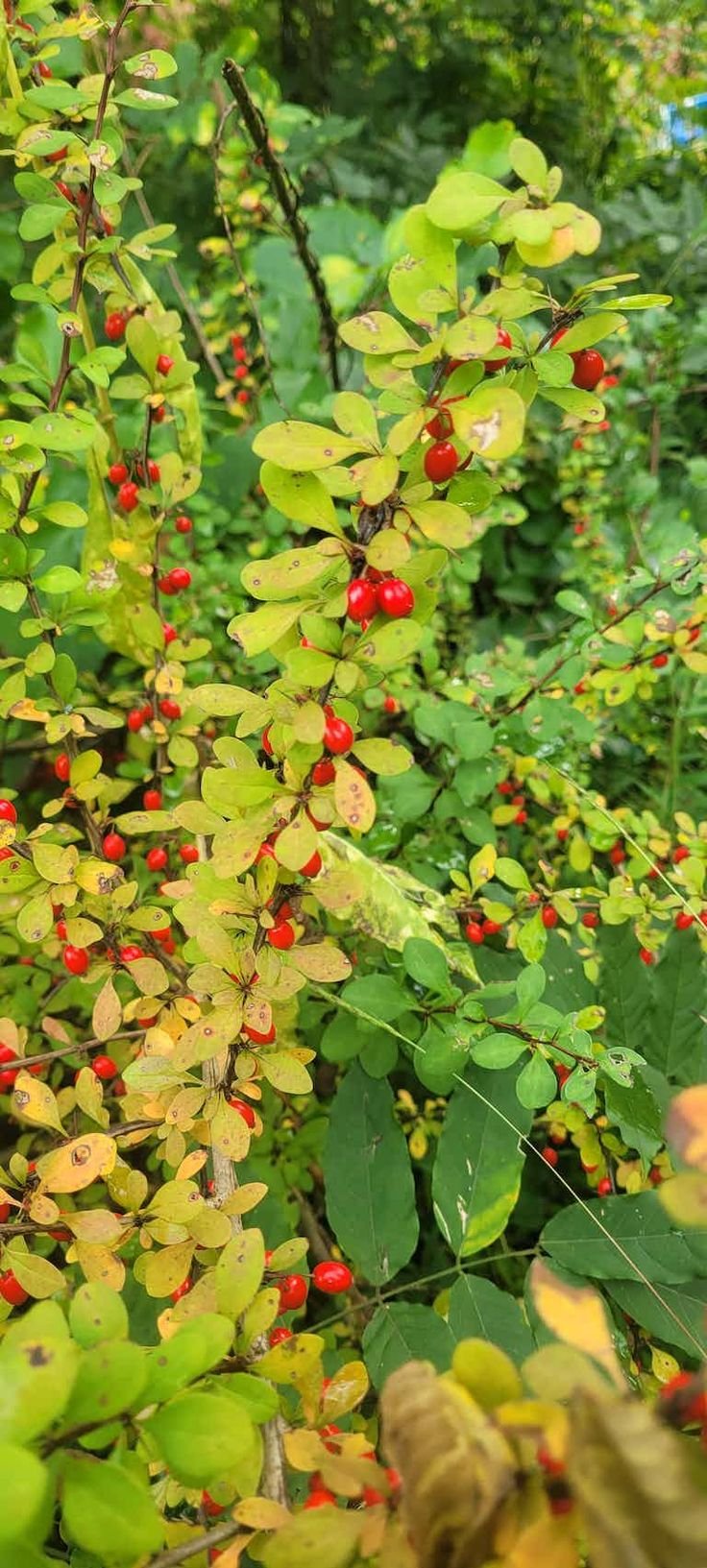 Barberry Leaves - Image 3