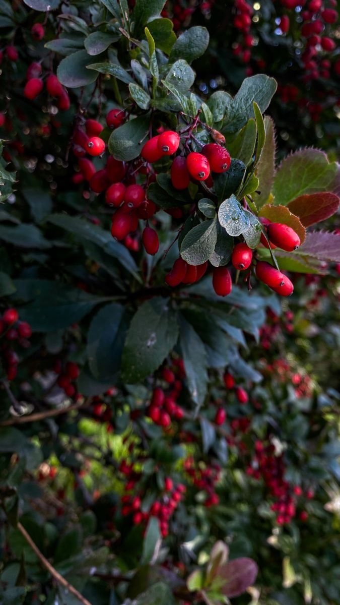 Barberry Leaves - Image 2