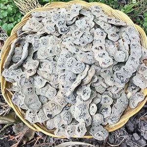 Acacia nilotica/bagaruwa seeds