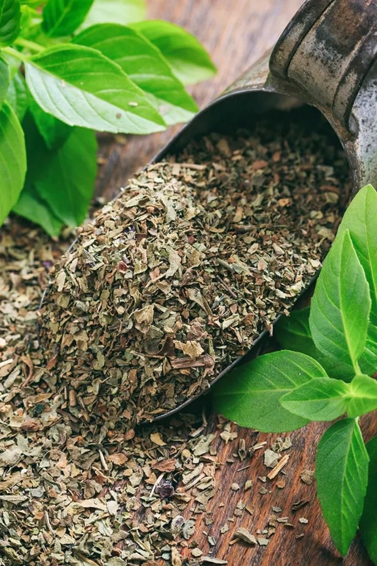 Basil/Tulsi herb