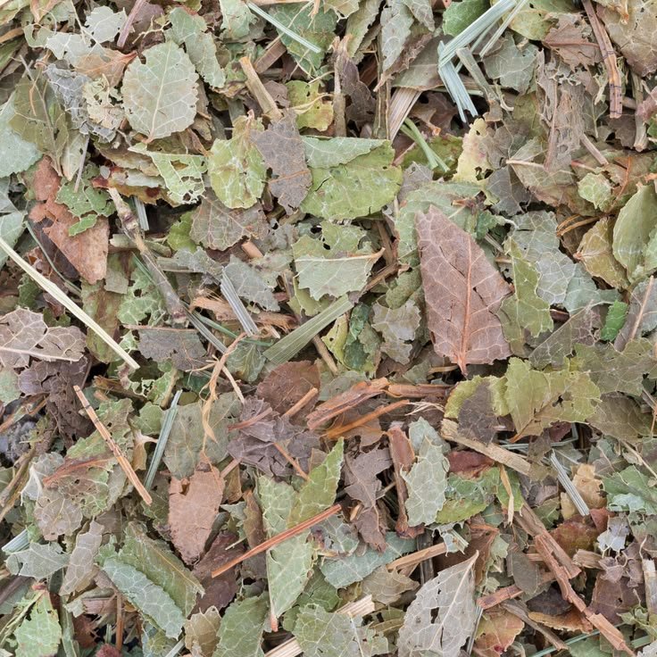 Bilberry leaves - Image 2