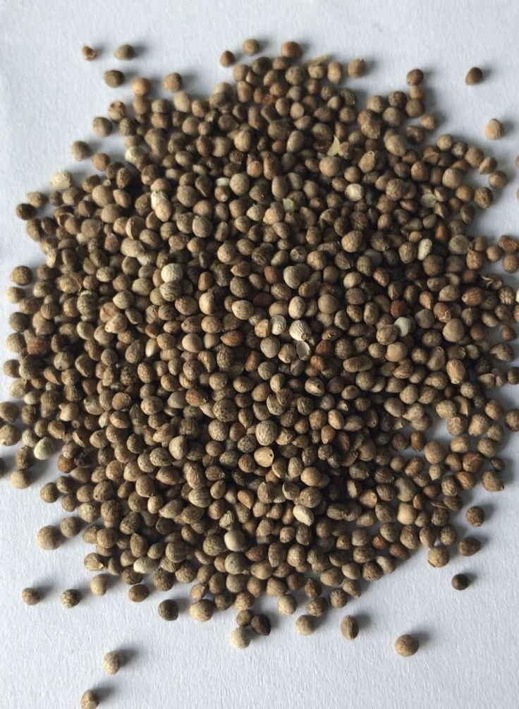 Chasteberry/vitex - Image 2